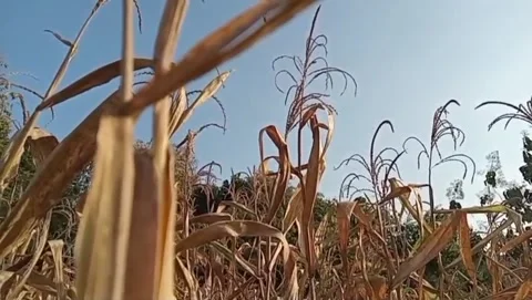 Charming dry corn fields. Video stock 336318957