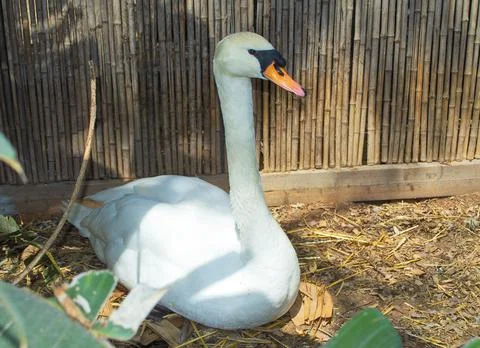 Charming duck incubates the egg Stock Photos