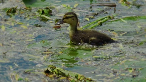A charming duckling happily exploring among delightful water plants in a lush Stock Footage 311954511