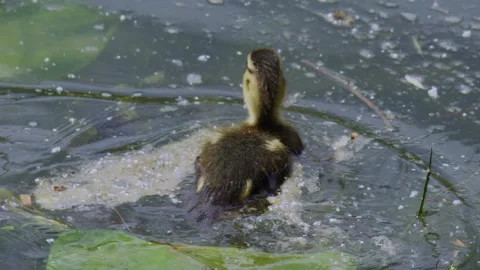 A charming duckling happily exploring among delightful water plants in a lush Stock Footage 311954648