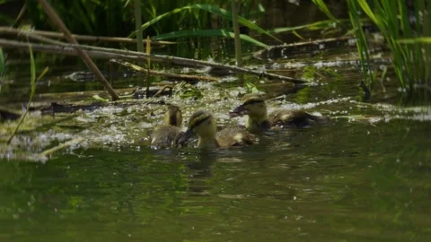 A charming duckling happily exploring among delightful water plants in a lush Stock Footage 311954757