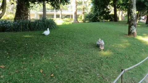 Charming Ducks Strolling on Green Grass Stock Footage 287481593