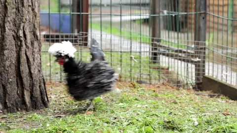 Charming Dutch chicken with a white crest in a bird pen. Breeding poultry. Stock Footage 196119358
