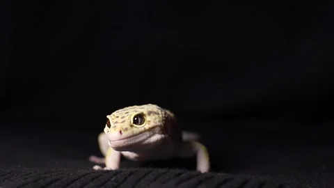 Charming eublephorus on a black background studying the world around it Stock Footage 304251765