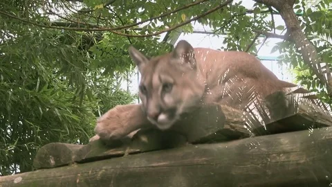 Charming female puma Video stock 79546169