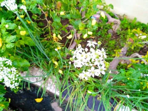 Charming flower Stock Photos