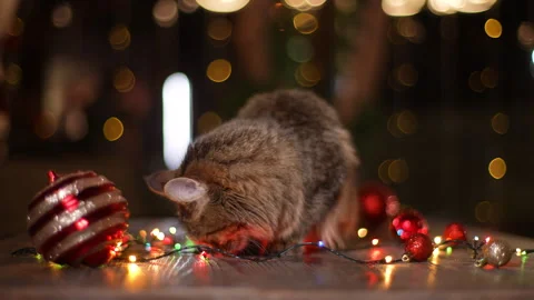Charming fluffy cat sitting playing with xmas colorful garland on blurred Stock Footage 255126014