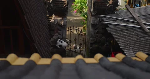Charming footage of cat spying on another feline in cozy backyard café setting. Stock Footage 282964408