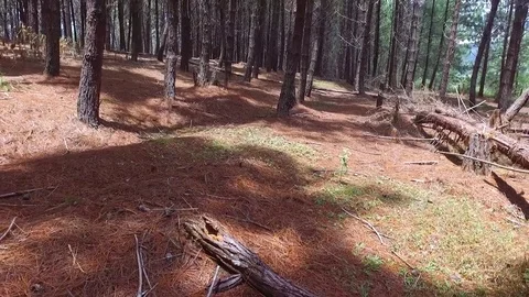 The charming forest Stock Footage 76687553