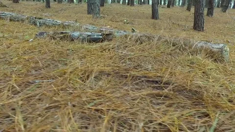 The charming forest Stock Footage 76687792