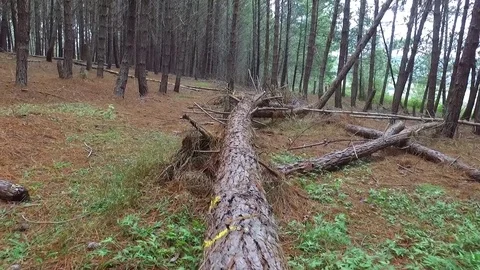 The charming forest Stock Footage 76687818