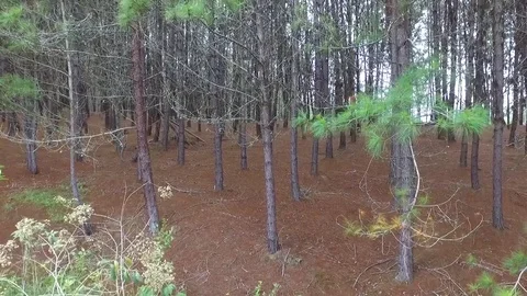 The charming forest Stock Footage 76687847