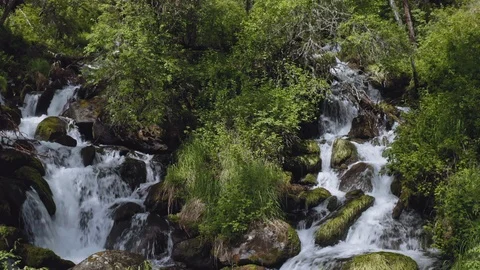Charming forest waterfall, water flows at density, murmur over mossy boulders Stock Footage 126370653