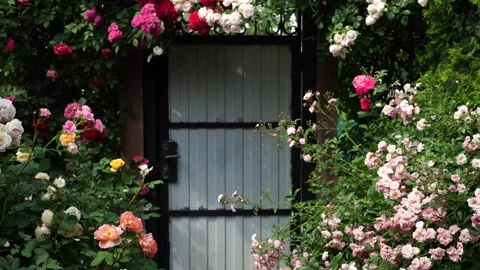 A charming garden gate is surrounded by a vibrant abundance of blooming roses Stock Footage 312400607