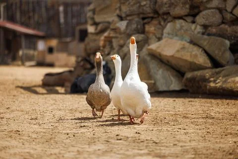 Charming Geese Wander Alongside Rustic Stone Wall at a Russian Farm in Earl.. Stock Photos