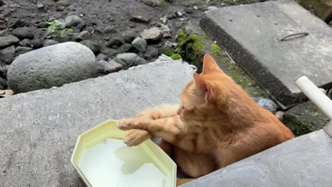 A charming ginger cat is captured mid-lick Stock Footage 312587678