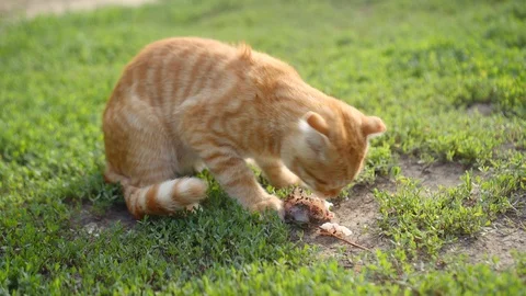 Charming ginger Scottish Fold kitten greedily eats a piece of a stolen fish Vidéo 121053256