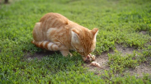 Charming ginger Scottish Fold kitten greedily eats a piece of a stolen fish Vidéo 121099806