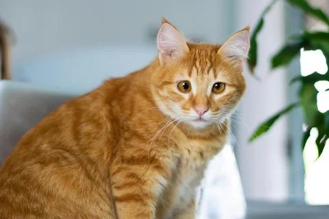 Charming Ginger Tabby Cat with Amber Eyes Stock Photos
