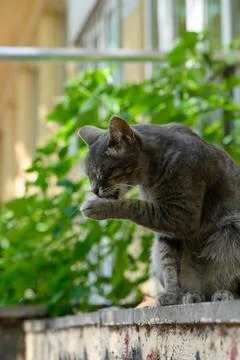 Charming gray cat grooming itself on a sunny day near vibrant green foliage Stock Photos