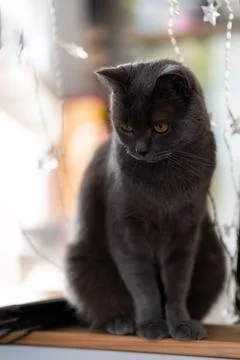 A charming gray cat is sitting on the table and looking down, against the bac Stock Photos