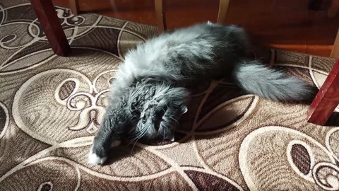 A charming gray fluffy cat lies on the floor stretched out where it is warm Vídeos de archivo 172034725