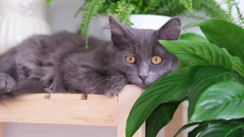 Charming gray kitten sits comfortably on a shelf among indoor plants Stock Footage 291582215