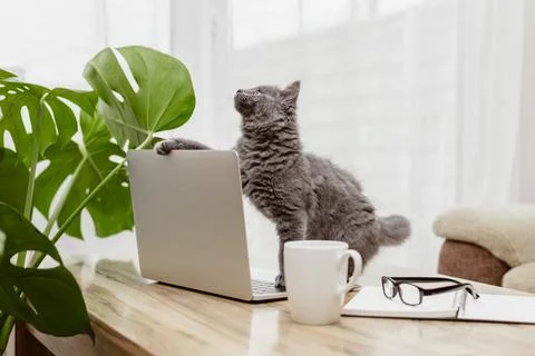 Charming gray kitten sits in front of a laptop and holds it with his paw. Remote Stock Photos