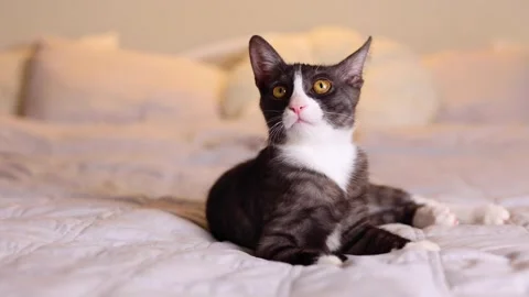 A charming grayscale cat is now relaxing comfortably on a soft and cozy bed Stock Footage 311550935