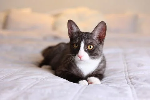 A charming grayscale cat is now relaxing comfortably on a soft and cozy bed Stock Photos