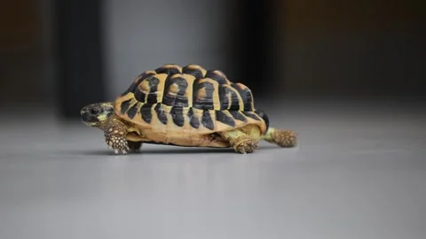 Charming Greek tortoise slowly exploring indoors, a heartwarming slow-motion 4K Stock Footage 297636617