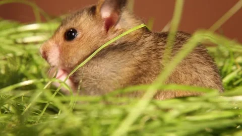 Charming hamster face in the green grass. rodent washes on a green lawn. Stock Footage 247268191