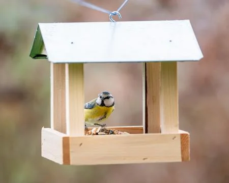 A charming image of a Eurasian blue tit (Cyanistes caeruleus) perched in a .. Stock Photos