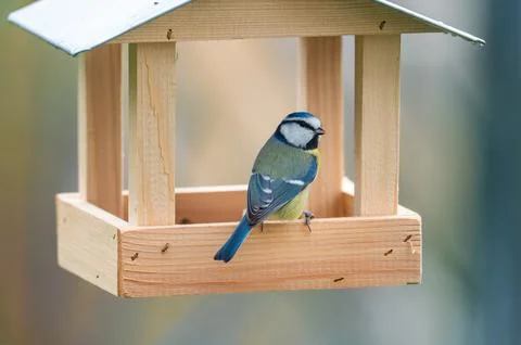 A charming image of a Eurasian blue tit (Cyanistes caeruleus) perched in a .. Stock-Fotos