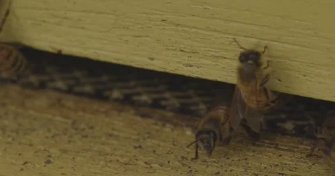 Charming insect life: bees clean their face before flying away from hive Stock Footage 323384383