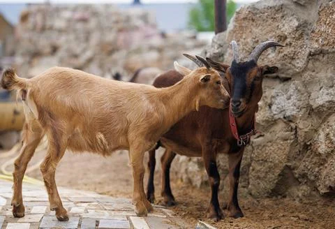 A Charming Interaction Between Farm Goats Amidst Rustic Stony Backdrops in .. Stock Photos