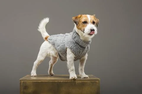 Charming Jack Russell posing in a studio in a warm gray sweater. Stock Photos