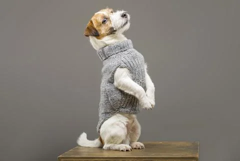 Charming Jack Russell posing in a studio in a warm gray sweater. Stock Photos