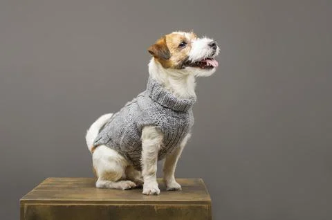 Charming Jack Russell posing in a studio in a warm gray sweater. Foto stock
