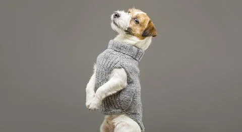 Charming Jack Russell posing in a studio in a warm gray sweater. Stock Photos