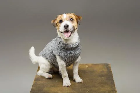 Charming Jack Russell posing in a studio in a warm gray sweater. Stock Photos