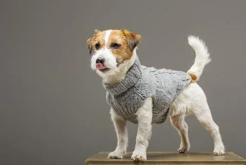 Charming Jack Russell posing in a studio in a warm gray sweater. Stock Photos