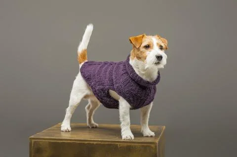 Charming Jack Russell posing in a studio in a warm lilac sweater Stock Photos