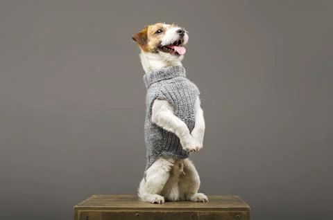 Charming Jack Russell posing in a studio in a warm gray sweater. Stock Photos