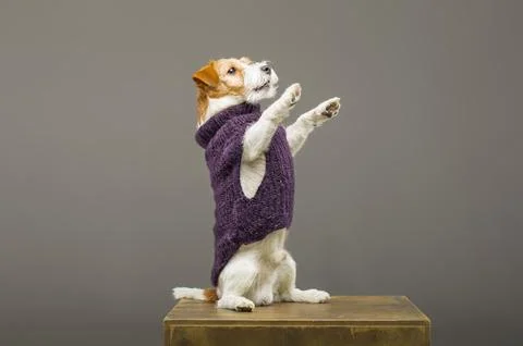 Charming Jack Russell posing in a studio in a warm lilac sweater Stock Photos