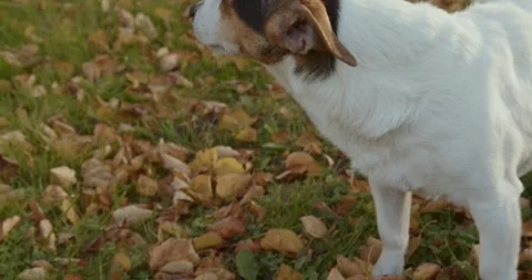 Charming Jack Russell Terrier happily playing in a sunlit and beautiful meadow o Stock Footage 288860695