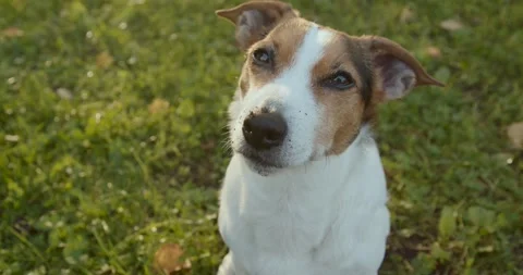 Charming Jack Russell Terrier happily playing in a sunlit and beautiful meadow o Stock-Footage 288860710