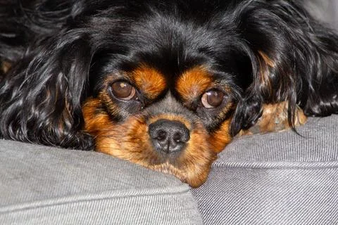 Charming king charles spaniel Stock Photos