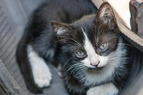 Charming Kitten Up Close Stock Photos
