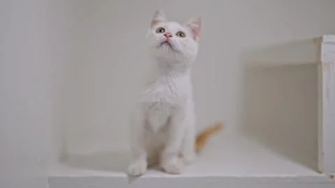 Charming kitten with white fur and ginger spots playing joyfully on a seamless Stock Footage 311942987